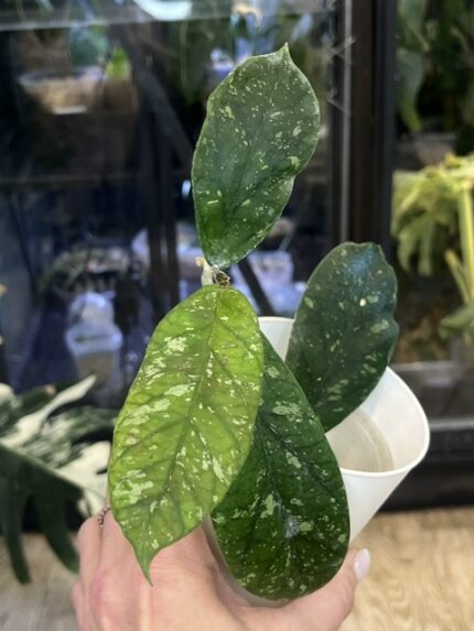 Hoya meredithii Aceh splash