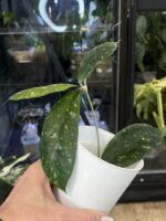 Hoya meredithii Aceh splash #3 - obrazek 4