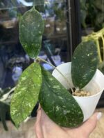 Hoya meredithii Aceh splash #3 - obrazek 3