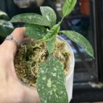 Hoya occultata splash