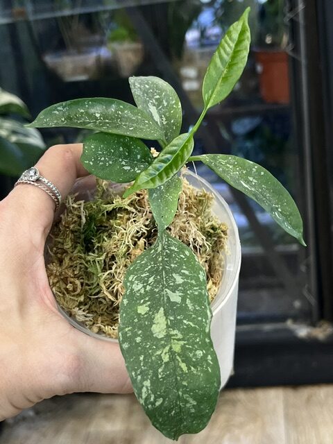 Hoya occultata splash (2) Hoya occultata splash