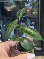Hoya piestolepis #1 - obrazek 3