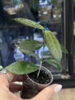 Hoya piestolepis #1 - obrazek 4