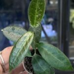 Hoya piestolepis
