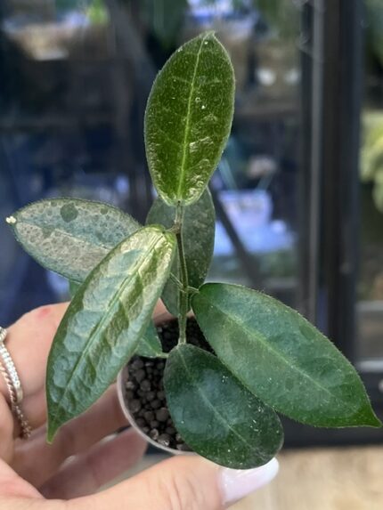 Hoya piestolepis