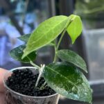 Hoya piestolepis