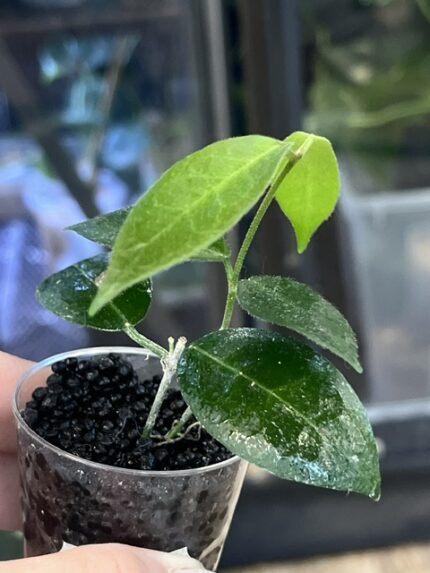 Hoya piestolepis