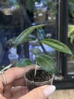Hoya piestolepis #1 - obrazek 5