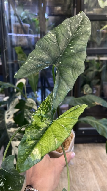 Alocasia Simpo Variegata duże sercowate liście z białą i kremową wariegacją rzadka roślina kolekcjonerska sklep Variegarden