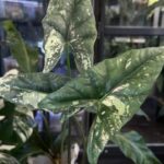 Alocasia Simpo Variegata duże sercowate liście z białą i kremową wariegacją rzadka roślina kolekcjonerska sklep Variegarden