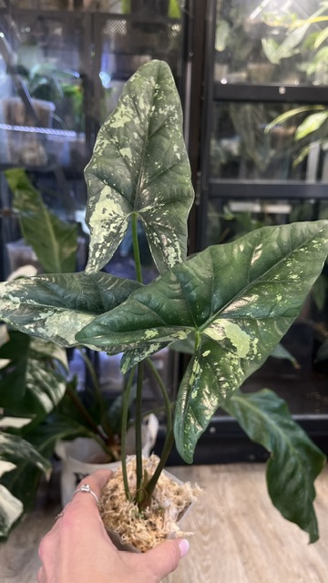 Alocasia Simpo Variegata duże sercowate liście z białą i kremową wariegacją rzadka roślina kolekcjonerska sklep Variegarden
