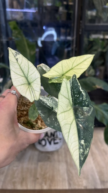 Alocasia Simpo Variegata duże sercowate liście z białą i kremową wariegacją rzadka roślina kolekcjonerska sklep Variegarden