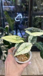 Alocasia Simpo Albo Variegata #3 - obrazek 2
