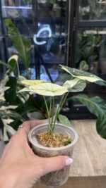 Alocasia Simpo Albo Variegata #3 - obrazek 3