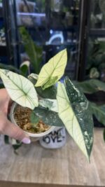 Alocasia Simpo Albo Variegata #3 - obrazek 4