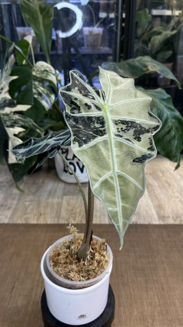 Alocasia polly pink variegata