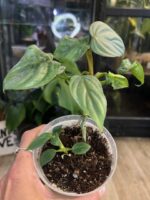 Philodendron Colombia #1 - obrazek 2