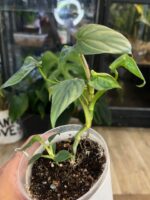 Philodendron Colombia #1 - obrazek 3