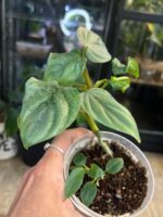 Philodendron Colombia #1 - obrazek 4