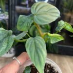 Philodendron Colombia #1