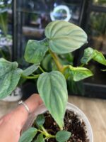Philodendron Colombia #1