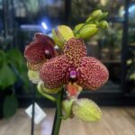 Phalaenopsis I-Hsin Yellow Leopard / storczyk z ułamanym pędem