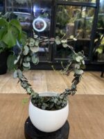 Ceropegia woodii Silver Glory - obrazek 3