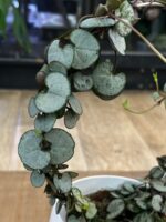 Ceropegia woodii Silver Glory - obrazek 2