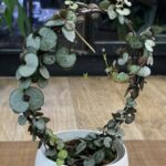 Ceropegia woodii Silver Glory, rzadka odmiana o srebrzystych liściach w kształcie serca, wisząca roślina kolekcjonerska o metalicznym blasku, Variegarden.