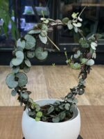 Ceropegia woodii Silver Glory, rzadka odmiana o srebrzystych liściach w kształcie serca, wisząca roślina kolekcjonerska o metalicznym blasku, Variegarden.