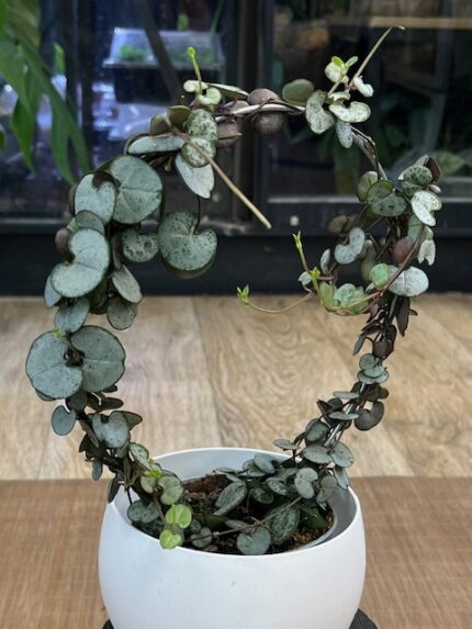 Ceropegia woodii Silver Glory, rzadka odmiana o srebrzystych liściach w kształcie serca, wisząca roślina kolekcjonerska o metalicznym blasku, Variegarden.
