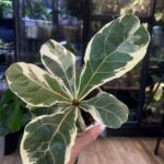 Ficus lyrata Bambino variegata, niezwykle rzadka roślina kolekcjonerska o kompaktowych, dębolistnych liściach z białą variegacją, luksusowy figowiec, Variegarden.