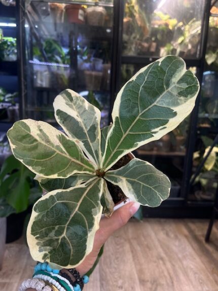 Ficus lyrata Bambino variegata, niezwykle rzadka roślina kolekcjonerska o kompaktowych, dębolistnych liściach z białą variegacją, luksusowy figowiec, Variegarden.