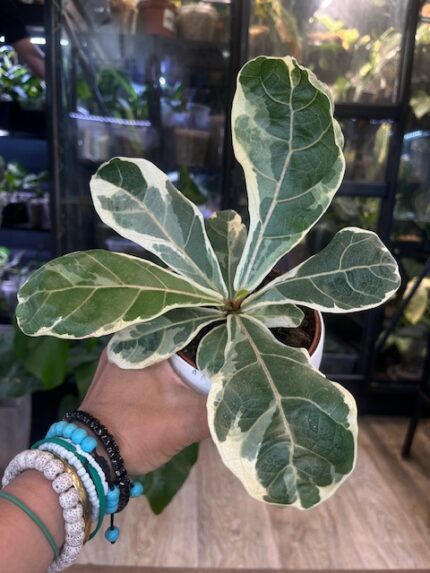 Ficus lyrata Bambino variegata, niezwykle rzadka roślina kolekcjonerska o kompaktowych, dębolistnych liściach z białą variegacją, luksusowy figowiec, Variegarden.