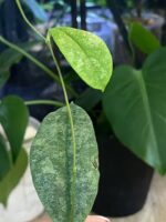 Hoya Mitrata silver sp Kapuas