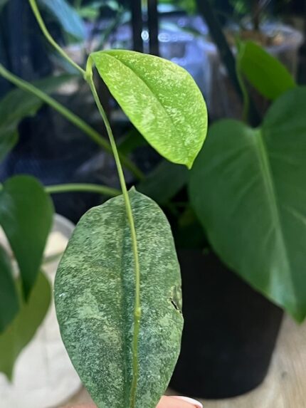 Hoya Mitrata silver sp Kapuas