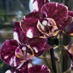 Storczyk Phalaenopsis Miki Chocolate, kolekcjonerska odmiana novelty o woskowych kwiatach w kolorze ciemnej czekolady, luksusowa roślina ozdobna, Variegarden.