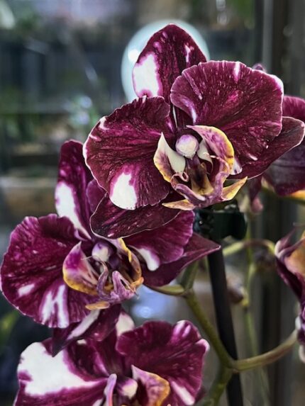 Storczyk Phalaenopsis Miki Chocolate, kolekcjonerska odmiana novelty o woskowych kwiatach w kolorze ciemnej czekolady, luksusowa roślina ozdobna, Variegarden.