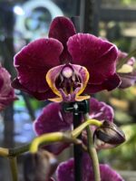 Phalaenopsis Miki Chocolate / storczyk