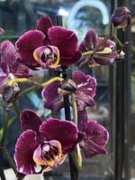 Phalaenopsis Miki Chocolate / storczyk - obrazek 3