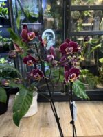 Phalaenopsis Miki Chocolate / storczyk - obrazek 4