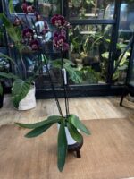 Phalaenopsis Miki Chocolate / storczyk - obrazek 5