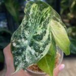 Alocasia Nairobi Night variegata, niezwykle rzadka roślina kolekcjonerska o ciemnych liściach z białą variegacją i różowymi ogonkami, luksusowa alokazja, Variegarden