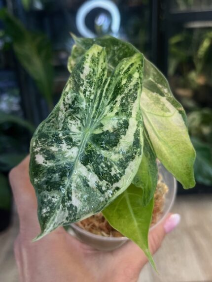 Alocasia Nairobi Night variegata, niezwykle rzadka roślina kolekcjonerska o ciemnych liściach z białą variegacją i różowymi ogonkami, luksusowa alokazja, Variegarden