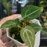 Anthurium Wonderboy x Michelle, niezwykle rzadka hybryda kolekcjonerska o aksamitnych, ciemnych liściach z jasnym unerwieniem, luksusowe anturium, Variegarden