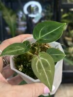 Anthurium Wonderboy x Michelle, niezwykle rzadka hybryda kolekcjonerska o aksamitnych, ciemnych liściach z jasnym unerwieniem, luksusowe anturium, Variegarden