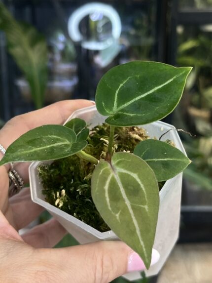 Anthurium Wonderboy x Michelle, niezwykle rzadka hybryda kolekcjonerska o aksamitnych, ciemnych liściach z jasnym unerwieniem, luksusowe anturium, Variegarden