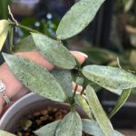 Hoya lacunosa Winter Pandora / sadzonka cięta 1w2l