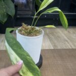 Anthurium vittarifolium variegata, niezwykle rzadka roślina kolekcjonerska o długich, wstęgowatych liściach z kremową variegacją, luksusowe anturium wiszące, Variegarden