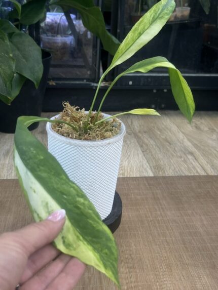 Anthurium vittarifolium variegata, niezwykle rzadka roślina kolekcjonerska o długich, wstęgowatych liściach z kremową variegacją, luksusowe anturium wiszące, Variegarden